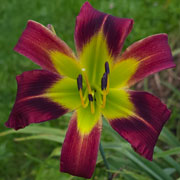 Heavenly Scarlet Ibis Daylily